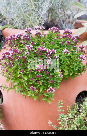 Thymus Vulgaris Blumen in einem Kräutertopf. Stockfoto