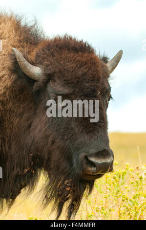 Bison, Custer State Park, South Dakota, USA Stockfoto