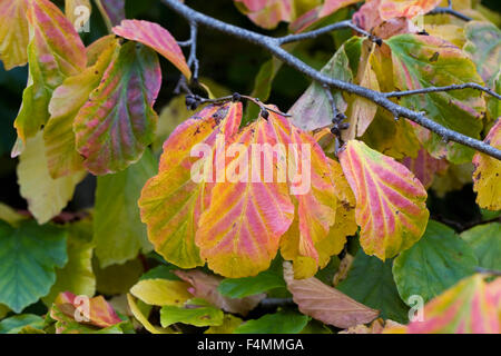 Parrotia Persica Blätter im Herbst. Stockfoto