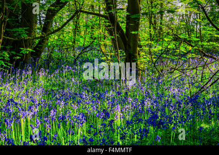 Woodland Glockenblumen unter Bäumen wächst mit grünen Blätter auf dem Waldboden Stockfoto