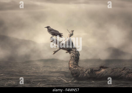 Die Krähe hocken auf Baum im nebligen Wetter Stockfoto