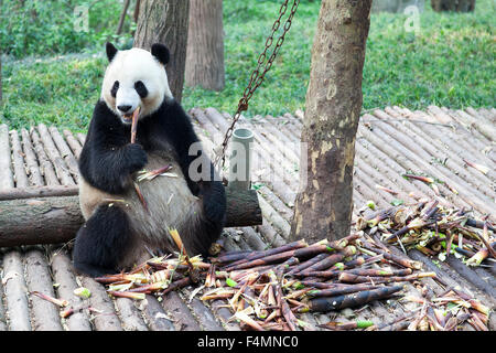 Giant Pandabär Stockfoto