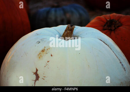 Kürbisse Stockfoto