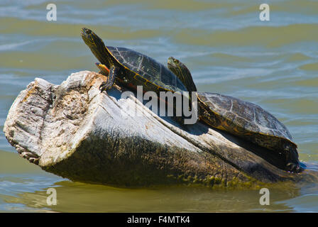 Western bemalt Schildkröte und Big Bend Regler Aalen in Bosque del Apache National Wildlife Refuge, New Mexico, USA. Stockfoto