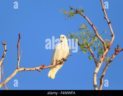 Nacktaugenkakadu (Cacatua sanguineaund) in Australien Stockfoto