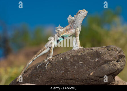 Chihuahua größer Earless Lizard, (Cophosaurus Texanus Scitulus), San Lorenzo Canyon, Socorro co., New Mexico, USA. Stockfoto