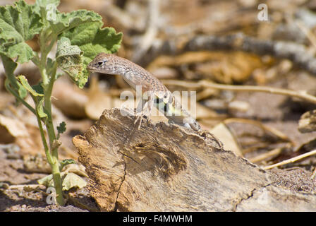 Chihuahua größer Earless Lizard, (Cophosaurus Texanus Scitulus), San Lorenzo Canyon, Socorro co., New Mexico, USA. Stockfoto