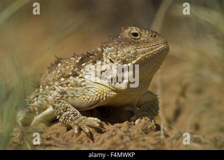 Mehr kurz-gehörnte Eidechse, (Phrynosoma Hernandesi), Vulkane Day Use Area, Petroglyph National Monument, New Mexico, USA. Stockfoto