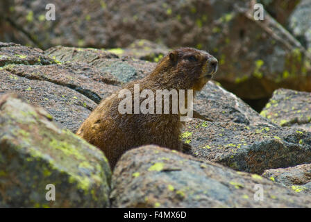 Bauche Marmot, (Marmota Flaviventris), Williams Lake, Sangre de Cristo Mountains, New Mexico, USA. Stockfoto