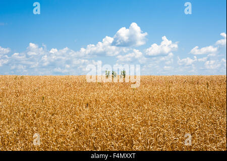 Endlos gelben Weizenfeld mit ein paar grüne Pflanzen in der Mitte, die bis in Horizont unter cumulus Wolken und blauer Himmel. Stockfoto