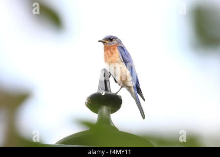 Bluebird thront auf einem Laternenpfahl. Stockfoto