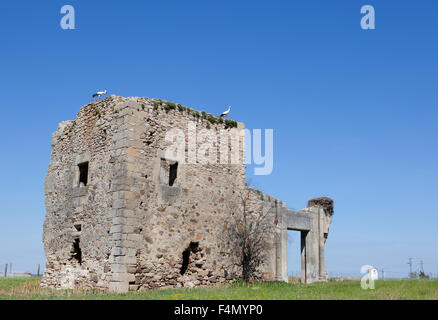 Verlassene Gebäude mit Störchen, Malpartida de Cáceres, Spanien Stockfoto