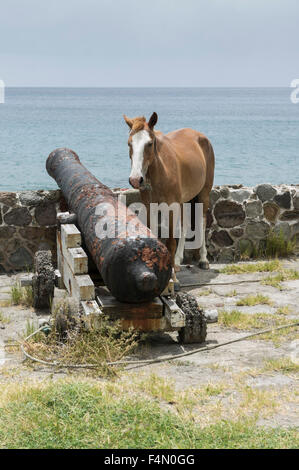 Montserrat, Caribbean. Ein Pferd angebunden durch die alte Kanone auf Carrs Bay. Stockfoto