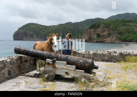 Montserrat, Caribbean. Ein Pferd angebunden durch die alte Kanone auf Carrs Bay. Stockfoto