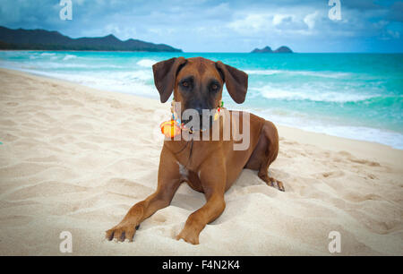 Wunderschöne große Hund Rhodesian Ridgeback mit Lei am Strand von Hawaii Stockfoto