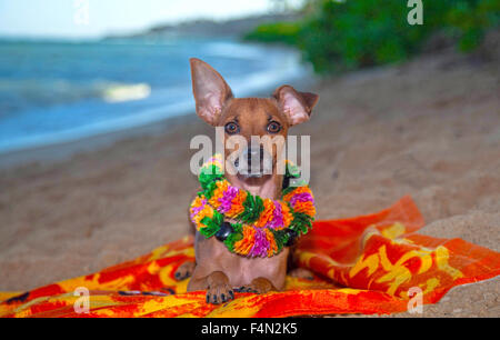 Kleinen niedlichen Hund am Strand in Hawaii mit Hawaiian Lei sitzen Stockfoto