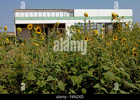 Wilde Sonnenblumen wachsen jetzt in eine verlassene Tankstelle, die einmal, Route 66-Verkehr angefahren Stockfoto