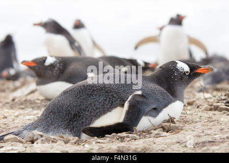 Gentoo Penguin auf ihrem Rock Nest liegend. Falkland-Inseln. Stockfoto