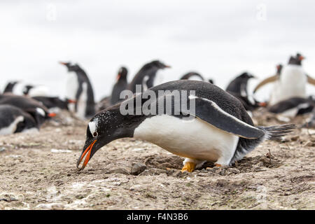 Gentoo Penguin Abholung Steinen zu bauen hat nisten, Bertha Strand, Falkland-Inseln. Stockfoto
