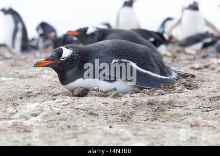 Gentoo Penguin am Nest es ist hergestellt aus Steinen und Zweigen, Falkland-Inseln liegen. Stockfoto