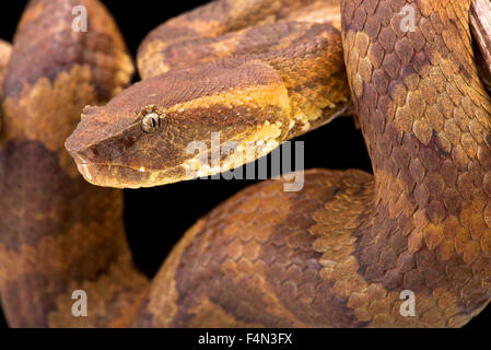 Bornean Grubenotter (Trimeresurus Borneensis) Stockfoto