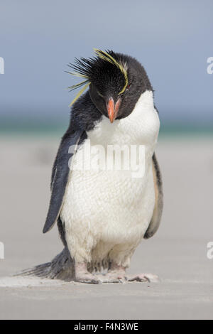 Einzelne Felsenpinguin (Eudyptes Chrysocome Porträt am Strand, Falkland-Inseln. Stockfoto