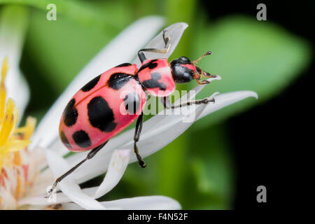 12 entdeckt Lady Käfer krabbeln auf weiße Aster Blüte Stockfoto