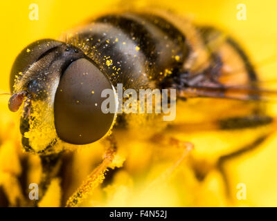 Hoverfly mit großen roten Augen Komplex ist leuchtend gelben Pollen bedeckt. Stockfoto