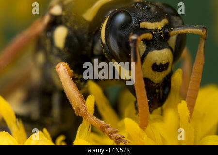 Schwarze und gelbe Wespe Auszüge Blütenstaub gelbe Blume Stockfoto