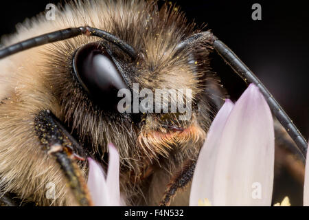 Porträt von Hummel mit behaarte Gesicht auf lila Blume Nahaufnahme Stockfoto