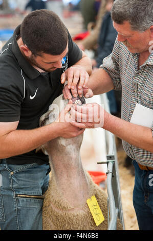 Landwirte, die Überprüfung der Zähne auf einer Ram bei einer Zucht Verkauf, Kelso, Schottland, UK. Stockfoto