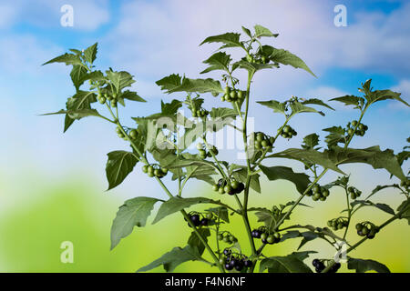 Schwarzer Nachtschatten, Solanum Nigrum, giftige Pflanze Stockfoto