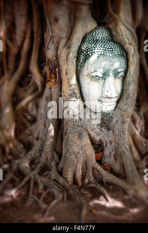 Thailand, Ayutthaya, Leiter der Sandstein Buddha zwischen Baumwurzeln im Wat Mahathat Stockfoto