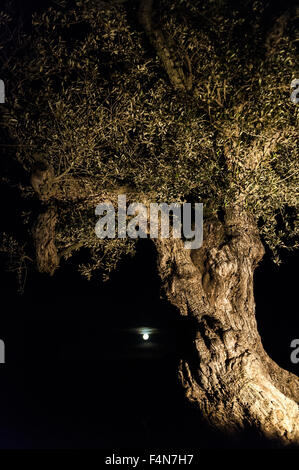 Uralten Olivenbaum mit Vollmond im Hintergrund, Spanien Stockfoto