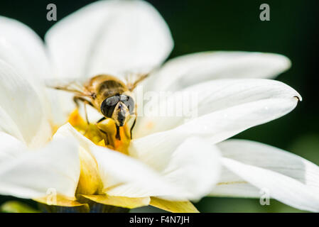 Ein männlicher Hoverfly (eristalis Tenax) ist Nektar sammeln von a Dahlie (Asteraceae) Blüte Stockfoto