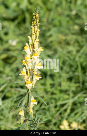 Eine Spitze des gelb blühenden Herbst blühenden gemeinsame Leinkraut Stockfoto