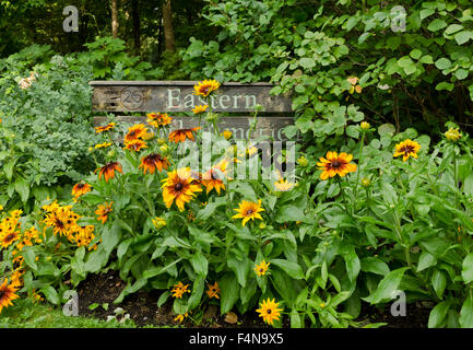Anzeige von Rudbeckia Blumen im östlichen Nordamerika Abschnitt von van Dusen Botanical Garden in Vancouver, BC, Kanada Stockfoto