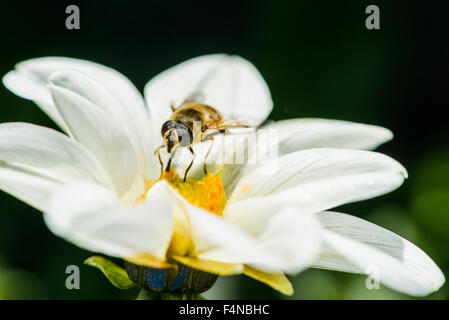 Ein männlicher Hoverfly (eristalis Tenax) ist Nektar sammeln von a Dahlie (Asteraceae) Blüte Stockfoto