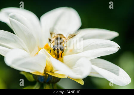 Ein männlicher Hoverfly (eristalis Tenax) ist Nektar sammeln von a Dahlie (Asteraceae) Blüte Stockfoto