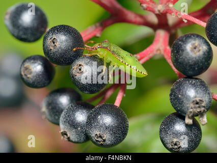 Weißdorn Shieldbug - Acanthosoma Haemorrhoidale letzte Instar Nymphe ernähren sich von Beeren Hartriegel - Cornus sanguineaund Stockfoto