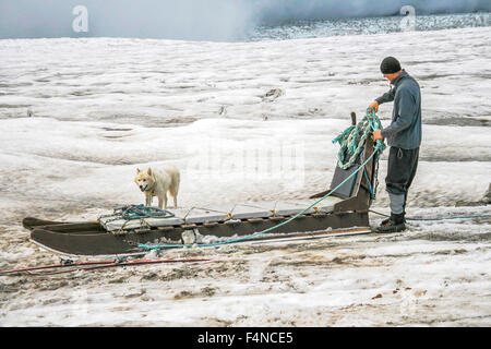 Hundeschlitten Sie auf einem Gletscher in Island mit Hund und Mensch Stockfoto