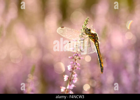 Schwarzen Darter hängen blühende Pflanze Stockfoto