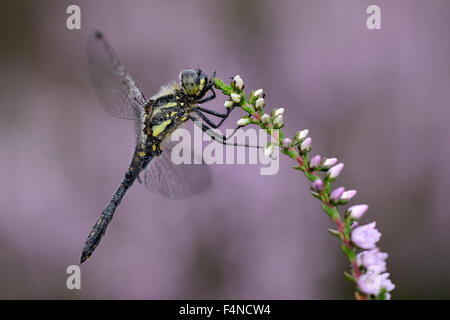 Schwarzen Darter hängen blühende Pflanze Stockfoto