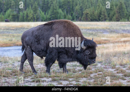 Amerikanischer Bison Stockfoto