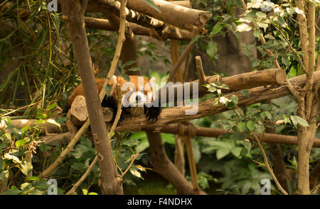 Roter Panda ruht auf Ästen auf im Ocean Park, Hong Kong Stockfoto