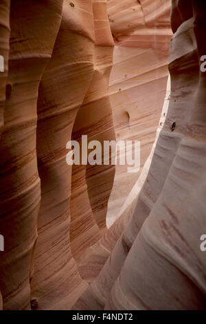 Zebra Slot Canyon Grand Staircase Escalante Nationalmonument Stockfoto