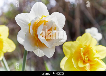 Weiße doppelte Narzisse (Narcissus Braut Krone) mit gelben Korona im Frühling. Stockfoto