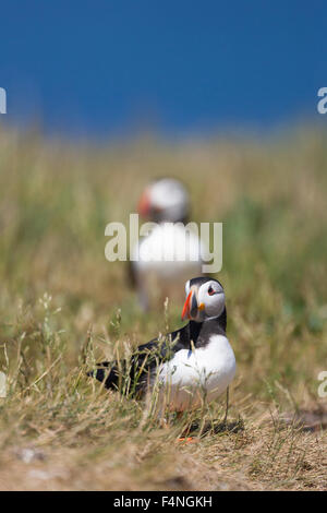 Papageitaucher Fratercula Arctica, auf Boden, Grundnahrungsmittel Insel, Northumberland, England im Juni. Stockfoto