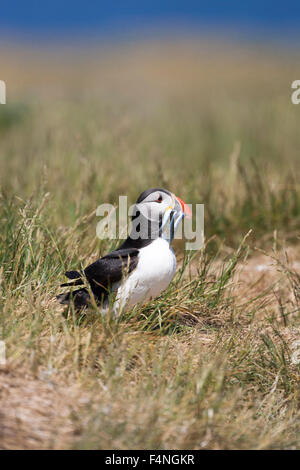 Papageitaucher Fratercula Arctica, auf Boden, Grundnahrungsmittel Insel, Northumberland, England im Juni. Stockfoto