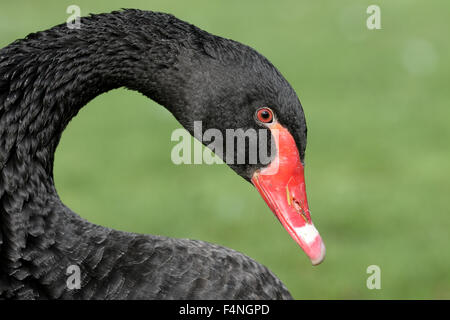 Schwarzer Schwan, Cygnus olor, einziger Vogelkopf geschossen, gefangen, Oktober 2015 Stockfoto